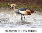 crowned crane
