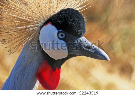 Similar – Image, Stock Photo suspicion Bird Zoo