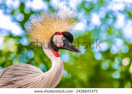 Crowned crane beak bird animal portrait