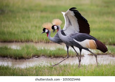 Crowned Crane On African Savannah Stock Photo 1055025446 | Shutterstock