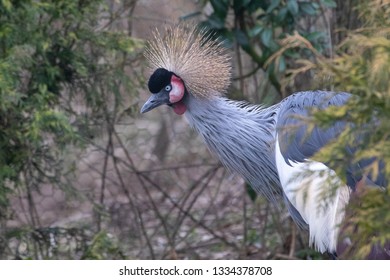 Crowned crane peering from behind bushes