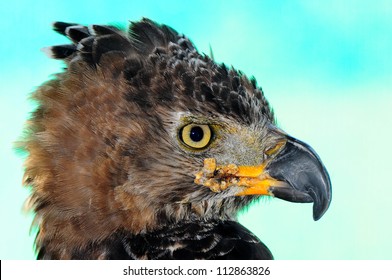 Crowned Eagle