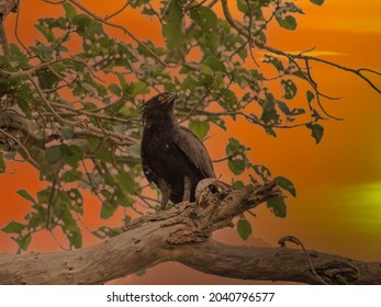 Crowned Eagle African Crowned Eagle Hawk Stephanoaetus Coronatus Lake Nakuru Kenya