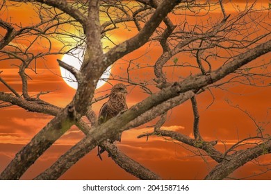 Crowned Eagle African Crowned Eagle Hawk Stephanoaetus Coronatus Lake Nakuru Kenya