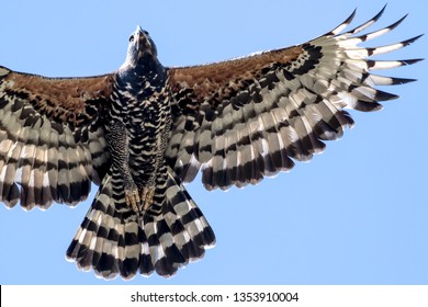 Crowned Eagle In Flight
