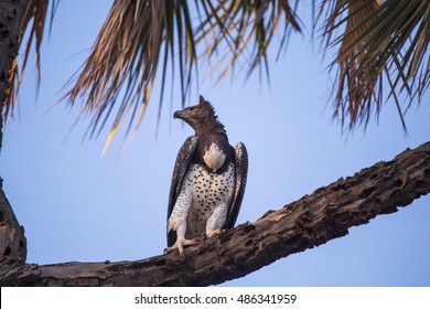 Crowned Eagle In Kenya