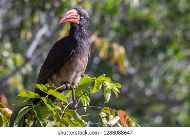 Crowned Hornbill On A Branch 