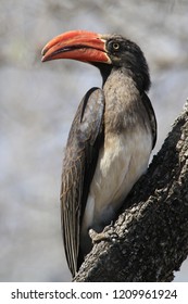 Crowned Hornbill In Tree