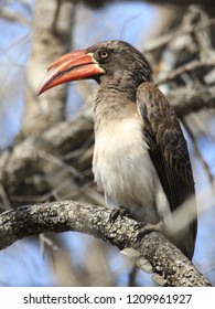 Crowned Hornbill In Tree