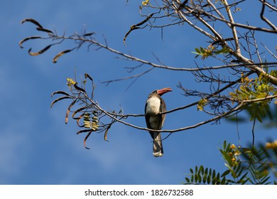 Crowned Hornbill In A Tree