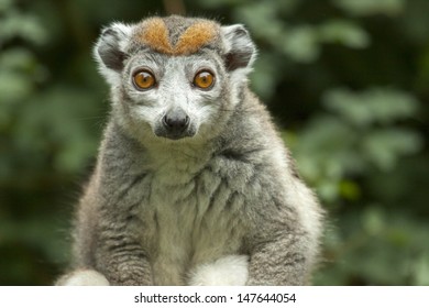 Crowned Lemur