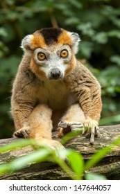 Crowned Lemur