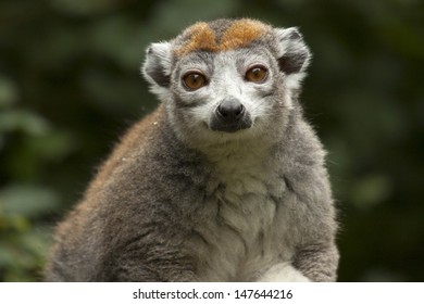 Crowned Lemur
