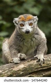 Crowned Lemur
