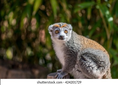 Crowned Lemur 