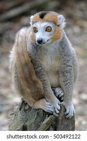 Crowned Lemur