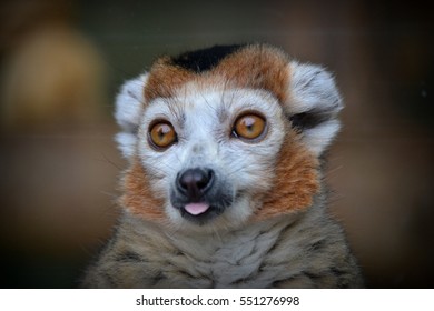 Crowned Lemur