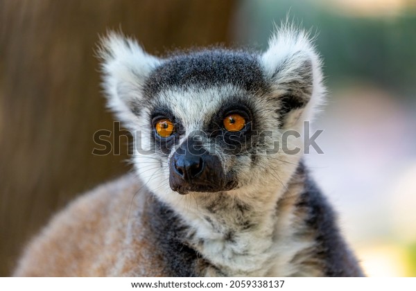Crowned lemur (Lemur Catta) with eyes wide open .
Fluffy Madagascar gray-black Fatty funny lemur sitting on the
branch in the forest. Mammal with a striped tail. Ring-tailed lemur
sitting on the tree
