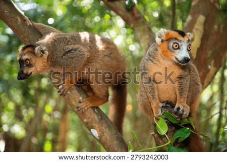 Crowned lemur (Eulemur Coronatus), endemic animal from Madagascar. Palmarium park hotel. selective focus cute funny gray animal with red pattern on head.