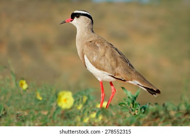 A crowned plover (Vanellus coronatus) in natural habitat, South Africa - Shutterstock ID 278552315