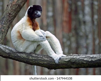 Crowned Sifaka