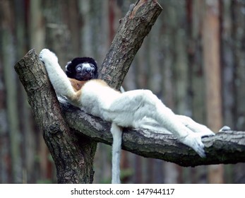 Crowned Sifaka