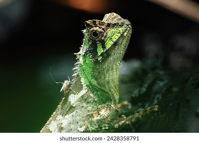 The Crowned Spiny Lizard, scientifically known as Acanthosaura coronata, is a reptile native to Southeast Asia, particularly found in Thailand, Myanmar, Laos, Vietnam, and Cambodia. 