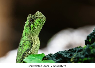 The Crowned Spiny Lizard, scientifically known as Acanthosaura coronata, is a reptile native to Southeast Asia, particularly found in Thailand, Myanmar, Laos, Vietnam, and Cambodia. 