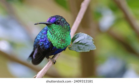 Crowned woodnymph, colorful hummingbird of Colombia - Powered by Shutterstock