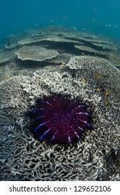 A Crown-of-thorns Seastar (Acanthaster Planci) Feeds On Live Corals In The Andaman Sea.  These Seastars Can Eat Large Amounts Of Coral And Can Produce Up To 60 Million Eggs When They Spawn.