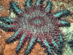 Crown-of-thorns Starfish , Acanthaster Planci, Is A Large Starfish That Preys Upon Hard, Or Stony, Coral Polyps,Scleractinia