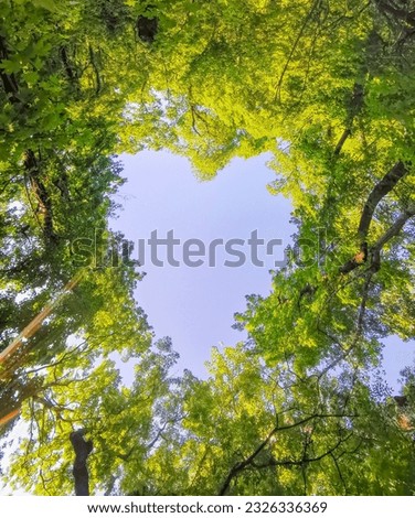 crowns of deciduous trees in a dense summer forest with heart-shaped windows to the sky