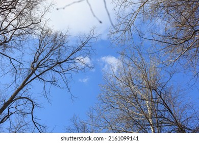 The crowns of deciduous trees shaking from the wind in the forest in early spring. Selective focus. View from bottom to top.