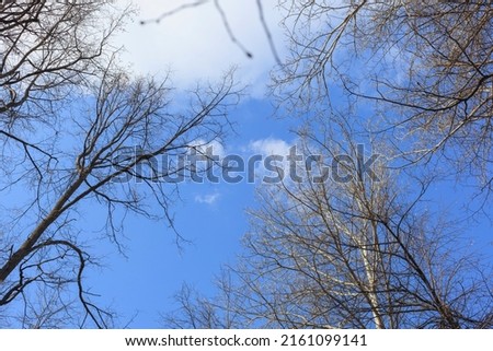 The crowns of deciduous trees shaking from the wind in the forest in early spring. Selective focus. View from bottom to top.