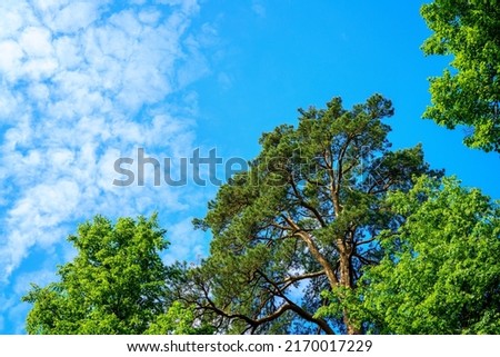 Crowns of pines and deciduous trees against the backdrop of a beautiful sky with light, transparent clouds