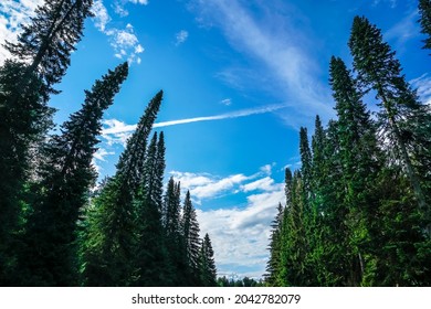 Crowns of spruce trees against a background of cumulus clouds. View of the tops of the trees from the ground level