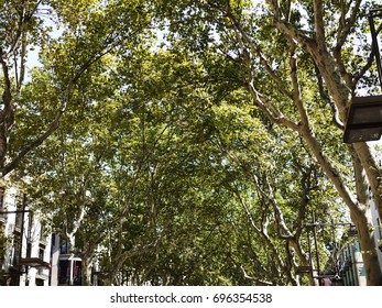 Crowns of trees
