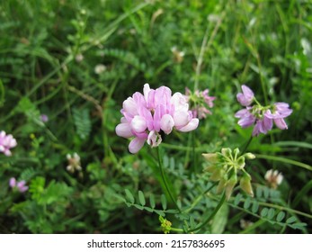 Crownvetch with purple flowers, Securigera varia