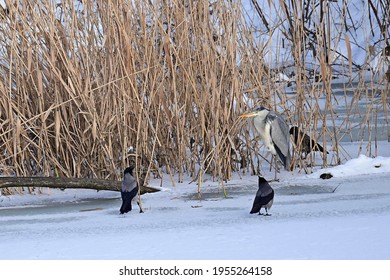 Crows Attacking A Heron.The Winter Scene, Wrocław, Poland 2021 