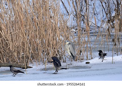 Crows Attacking A Heron.The Winter Scene, Wrocław, Poland 2021 