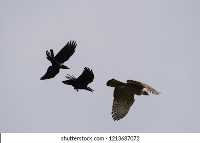 Crows chasing the falcon in the sky.
