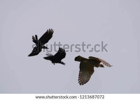 Crows chasing the falcon in the sky.