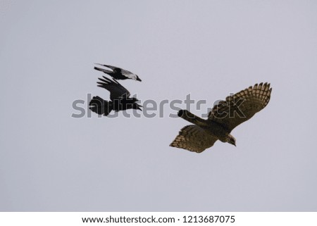 Crows chasing the falcon in the sky.