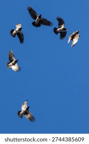 Crows (Corvus cornix) chase the common buzzard (Buteo buteo) blue sky