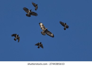 Crows (Corvus cornix) chase the common buzzard (Buteo buteo) blue sky