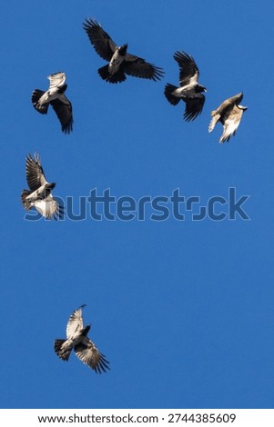 Crows (Corvus cornix) chase the common buzzard (Buteo buteo) blue sky