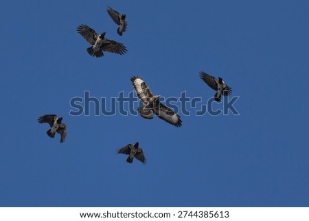 Crows (Corvus cornix) chase the common buzzard (Buteo buteo) blue sky