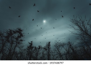 Crows and creepy trees, horror