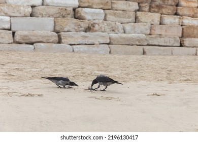 Crows Eat A Mouse On The Beach