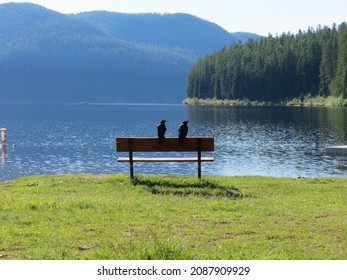 Crows Enjoying the Tally Lake View - Shutterstock ID 2087909929